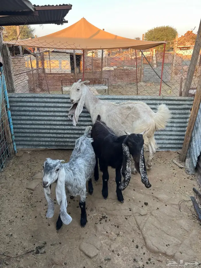 عنز متاومه 7