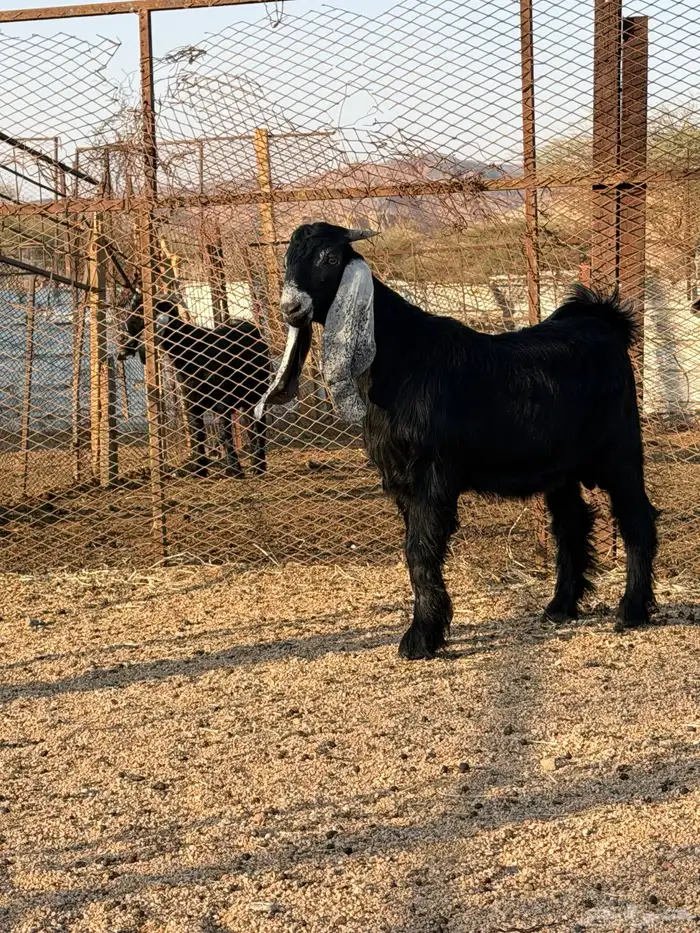 تيس عارضي صنف مشروع فحل 0