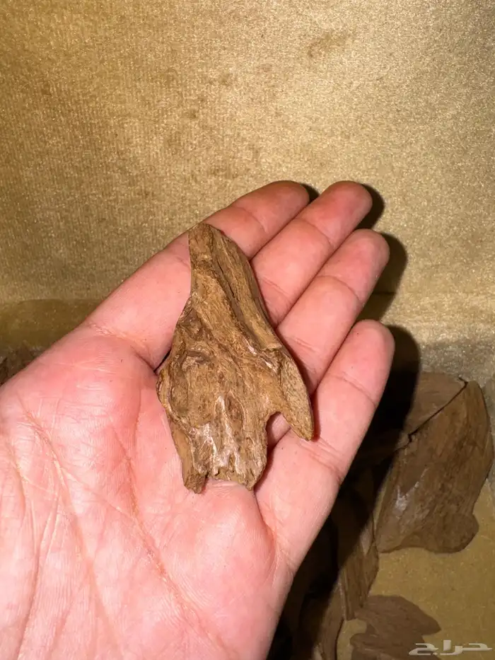 عود موروكي اصقون تربل ودبل عالي قديم جدا 4