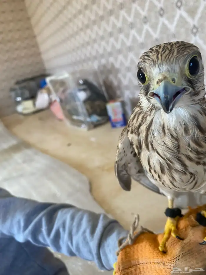 باشق اسمه سمحا مفقوده ب القريات  لا توالصل 2