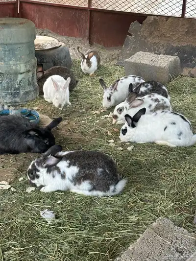 ارانب منتجه index