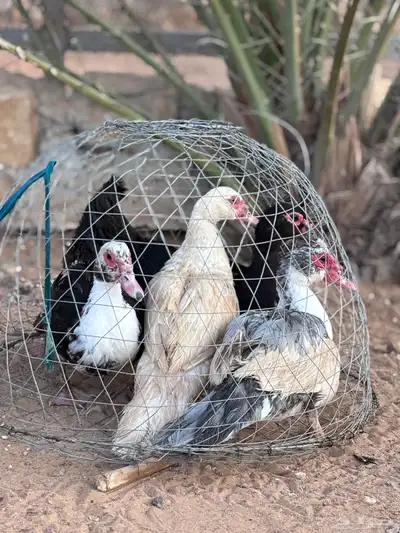 بط مسكوفي index