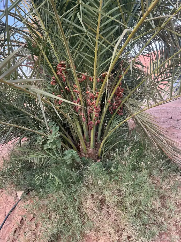 نخيل للبيع ب جميع انواعه 18