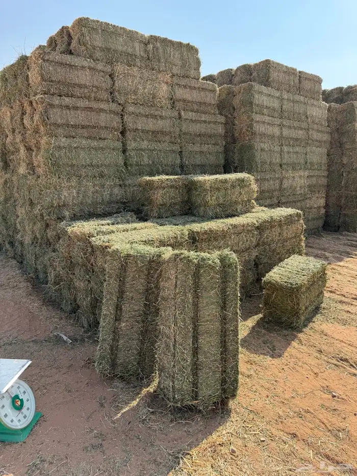 برسيم صافي جندر فاخر 0