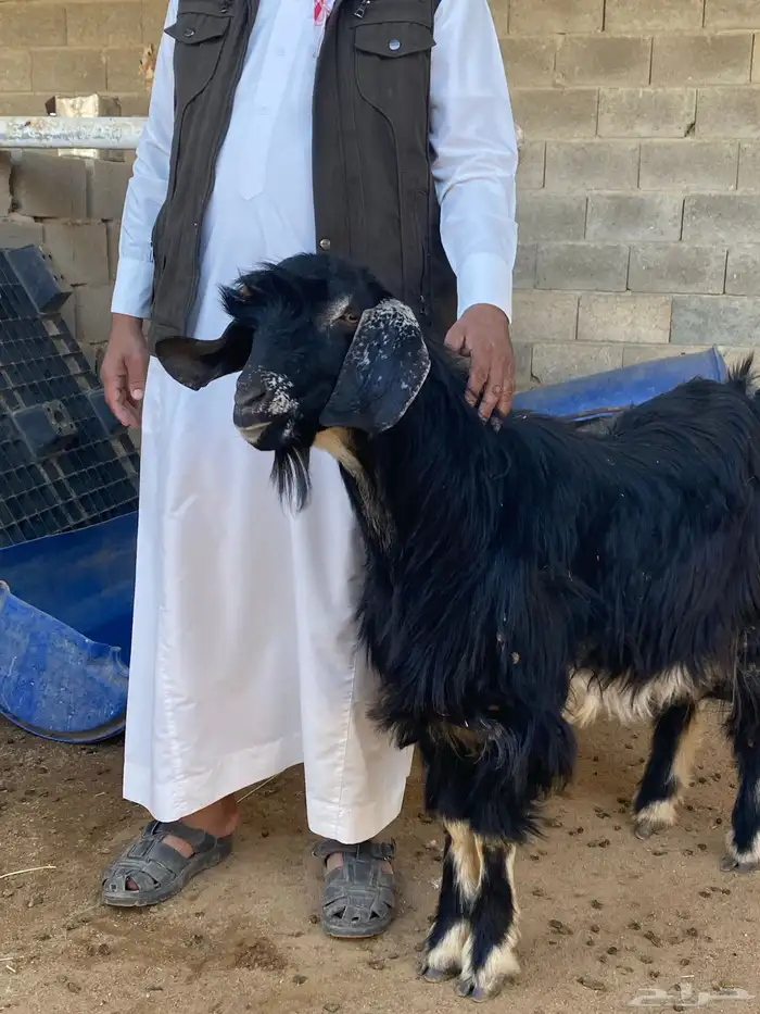 تيس فحل احو أجم صنف 2