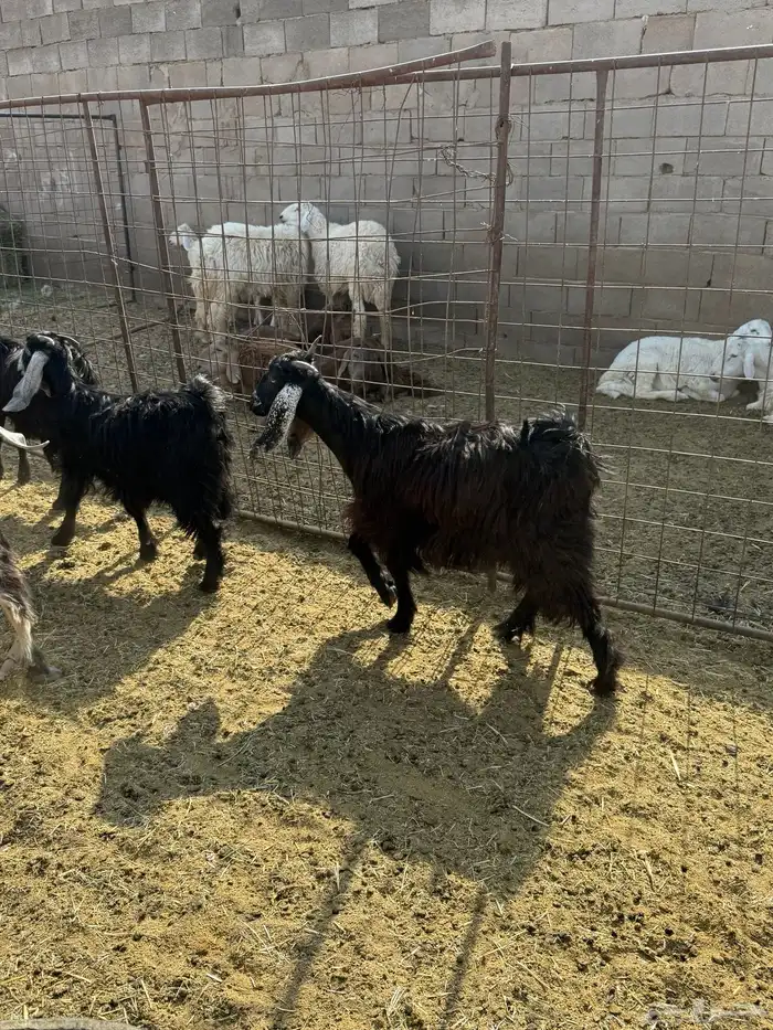 للبيع جفار عوارض وذري طيبه 4