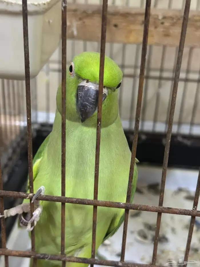 انثي درة جاهزة للانتاج 0