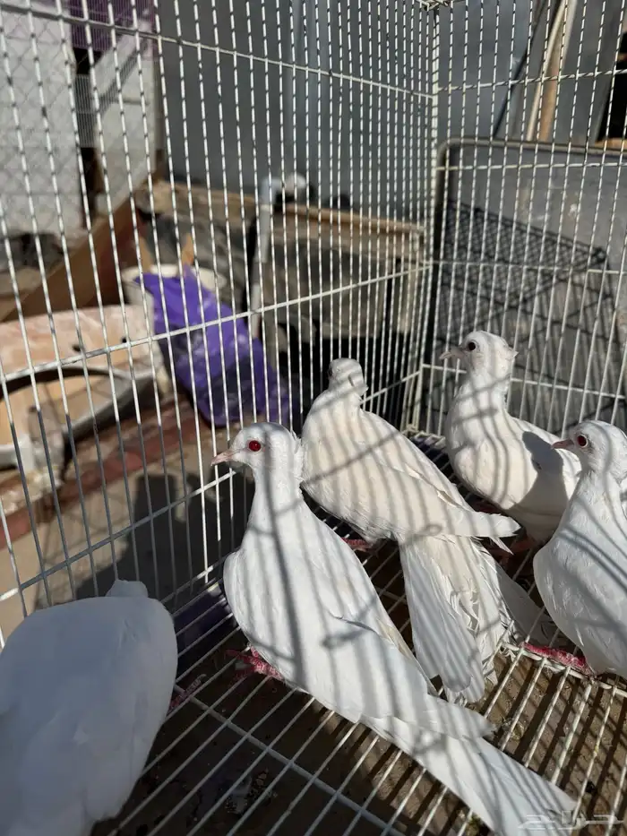 قماري البينو وسلفر 6