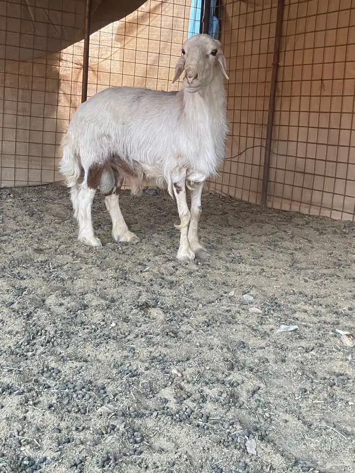 فحل مشروط للبيع مهجن نجدي وحري 1