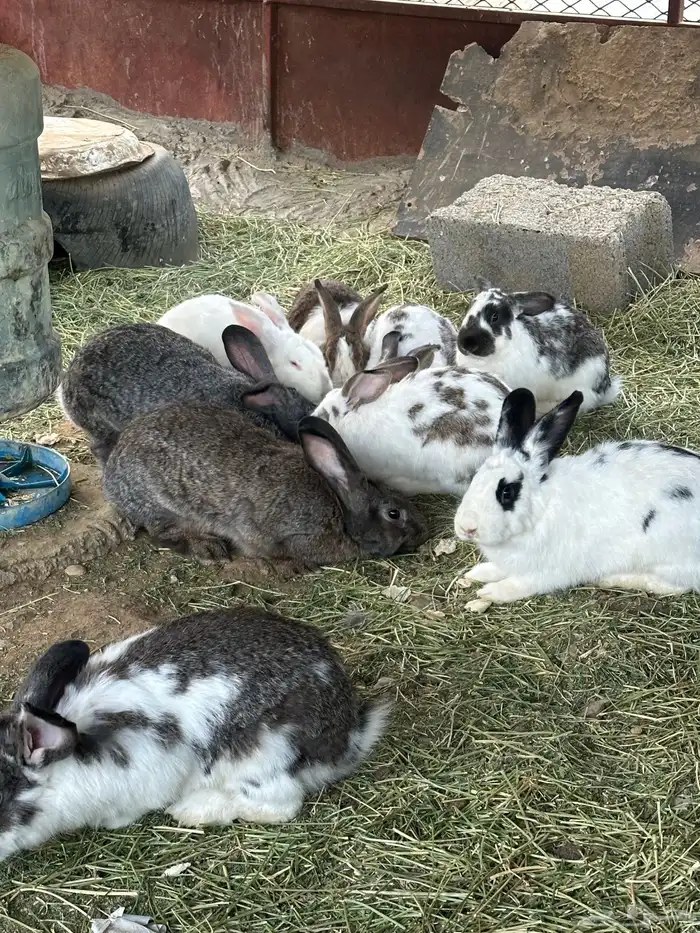 ارانب منتجه 0