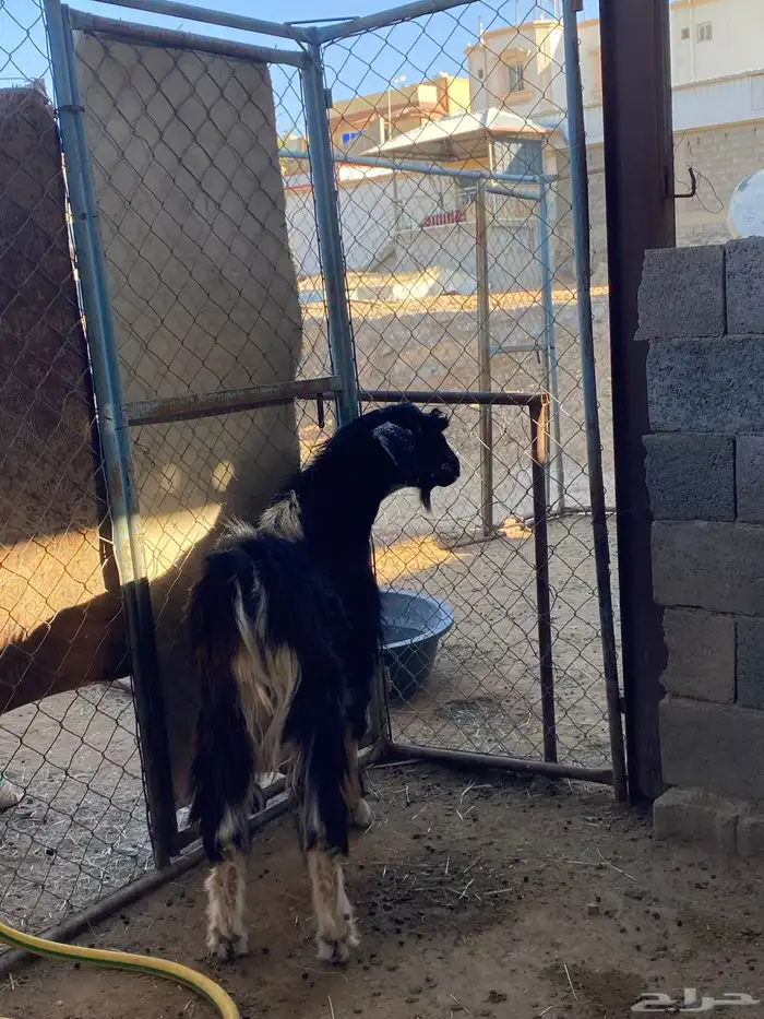 تيس فحل احو أجم صنف 4