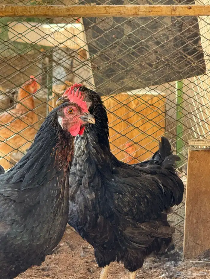 دجاج تركي منتج 3