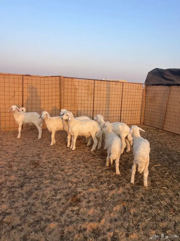 خرفان ورخال حريات 1