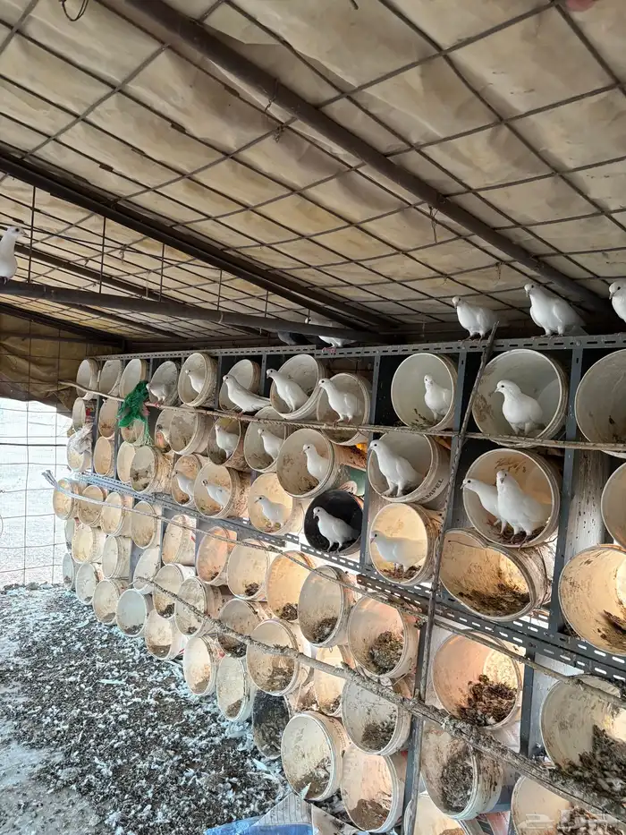 حمام فرنسي 3