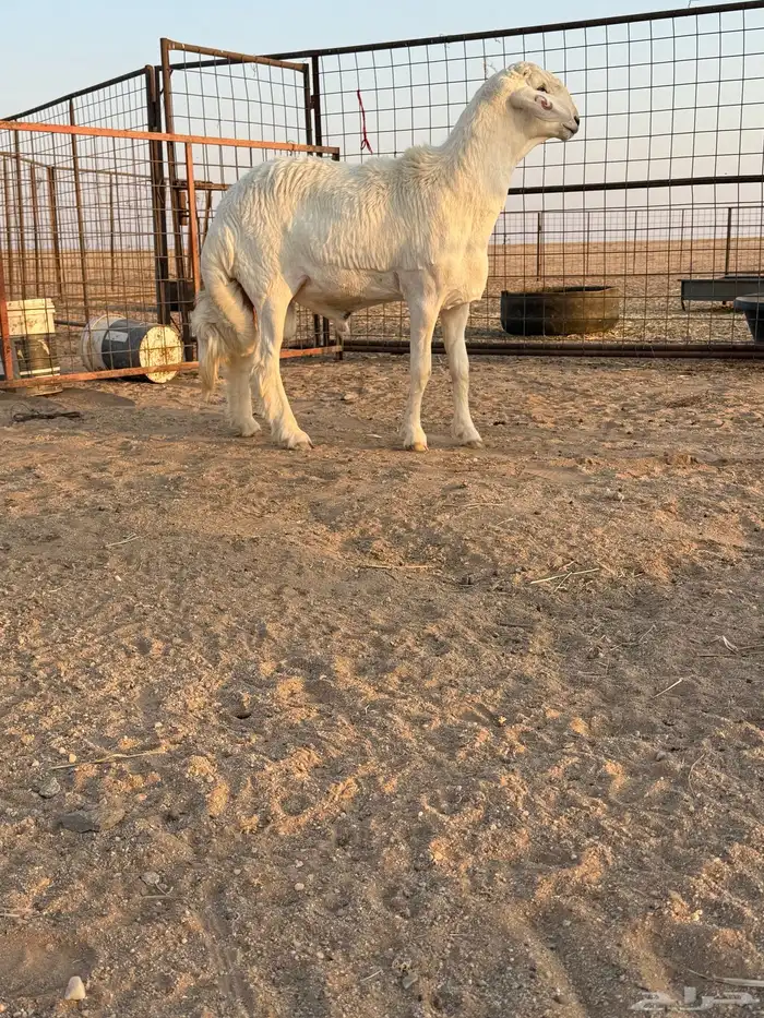 مشروع فحل حري صنف الصنف تم البيع 3