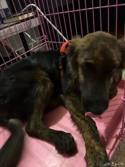 كلب للتبني برسوم رمزيه جدا 0