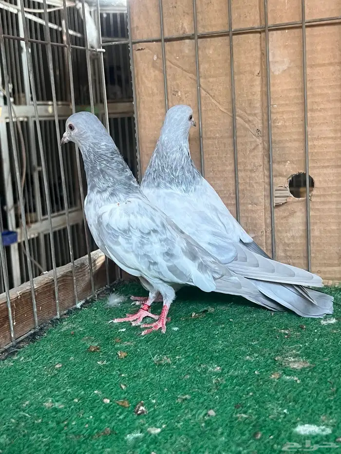 باكستاني قولدن سلتي(تم البيع) 5