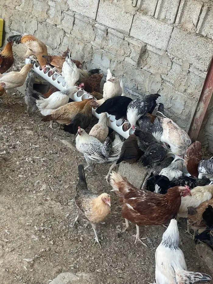 مراح دجاج كامل ونظيف للبيع جمله فقط   للجادين فقط 4