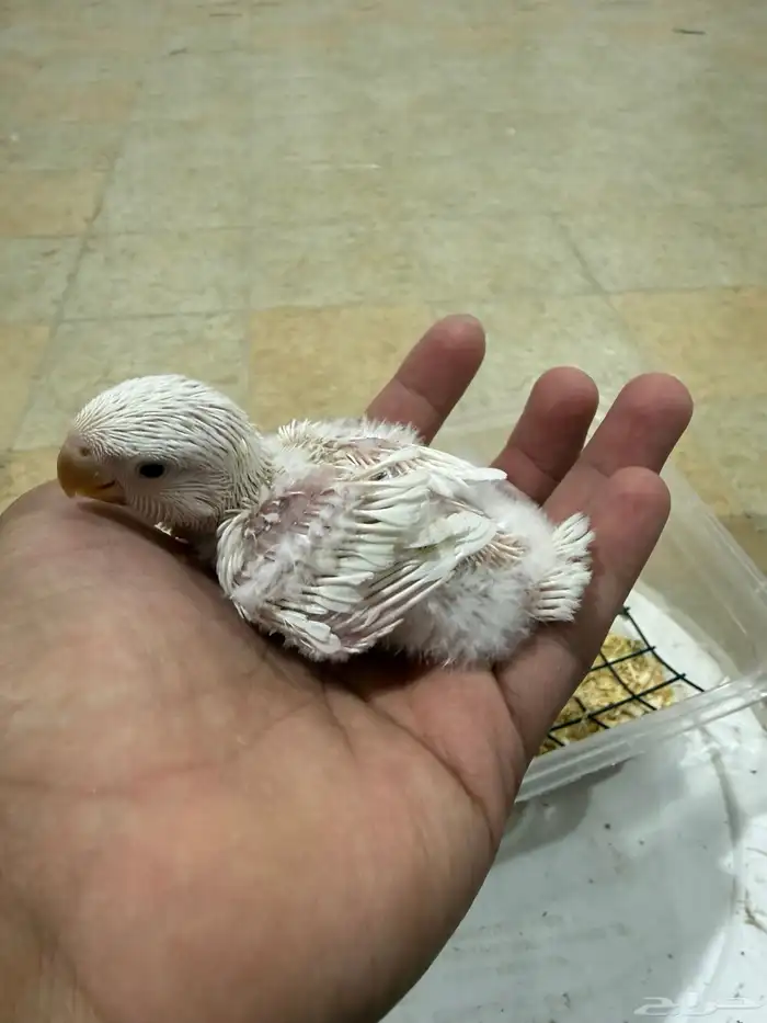 فرخين روز غر حجم وصحه ونظافه 1