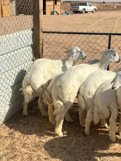 حري ذبايح فاخر index