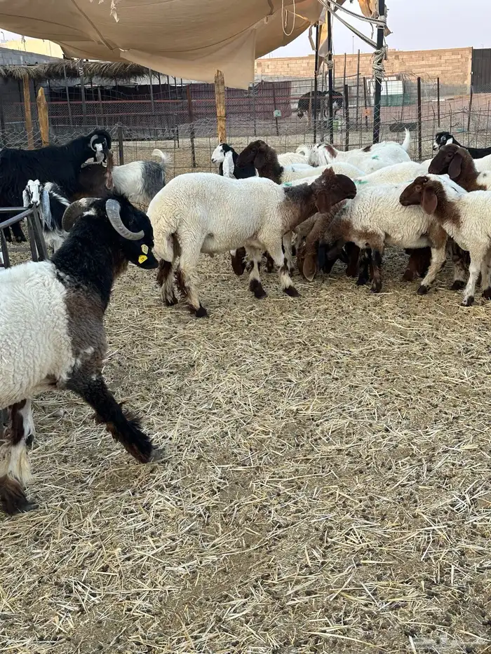 للبيع جذعان صنف مشاريع فحول 4