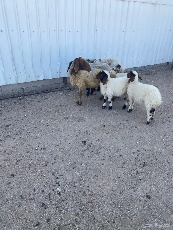 غنم نعيم مطافيل أتوام (2) يتبعها (4) شرط سن وديد 1