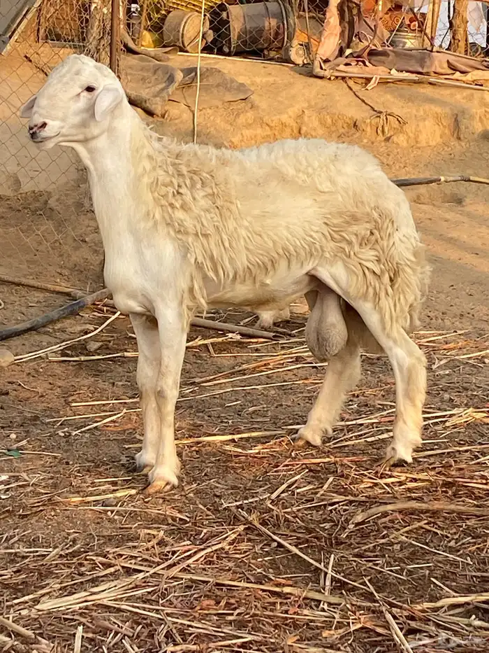 طلي فحل حري صنف الصنف 0