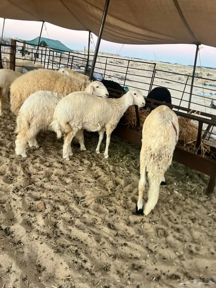 حريات وعرب 2