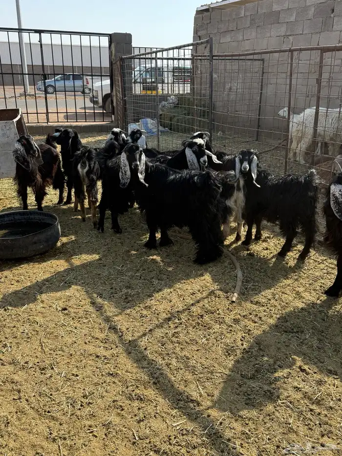 للبيع جفار عوارض وذري طيبه 2