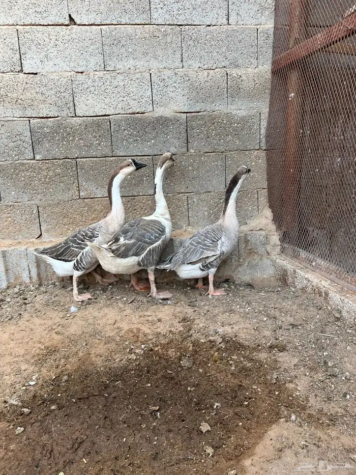 للبيع طقم وز عراقي 0