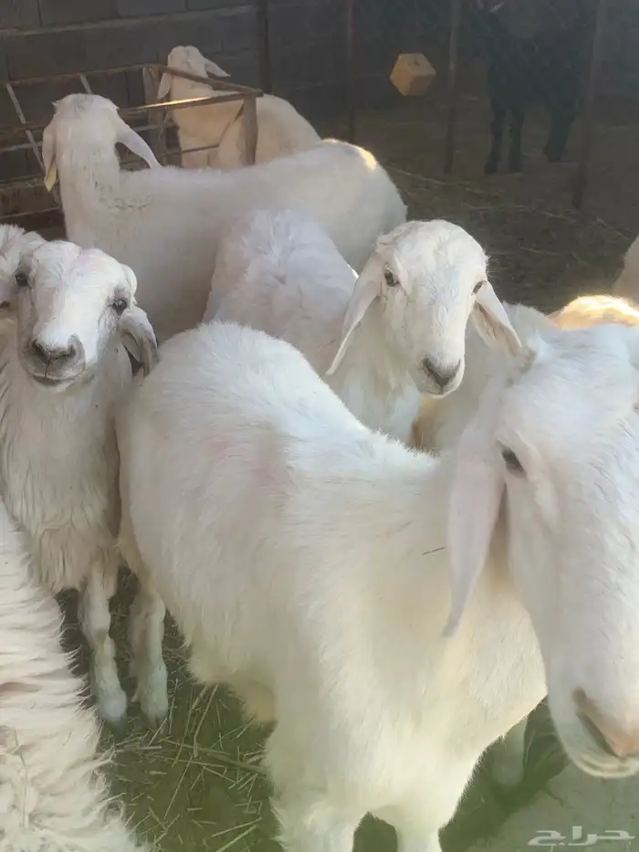 ذبائح للبيع 11