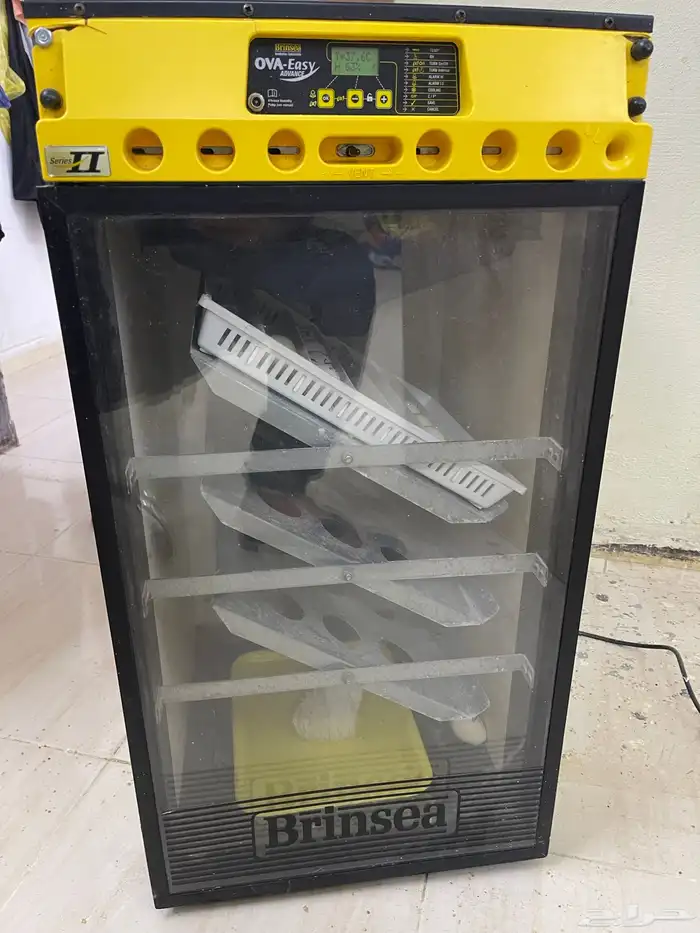 للبيع فقاسه برنسي فقاسه بلاك شيكن تايلندي 6