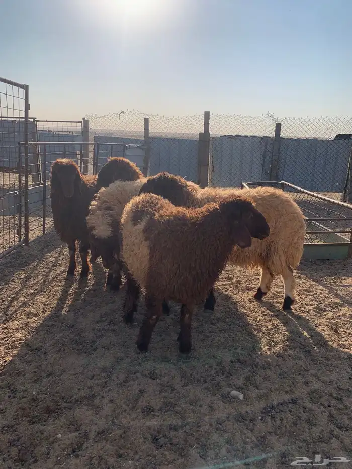 رخال للبيع 0