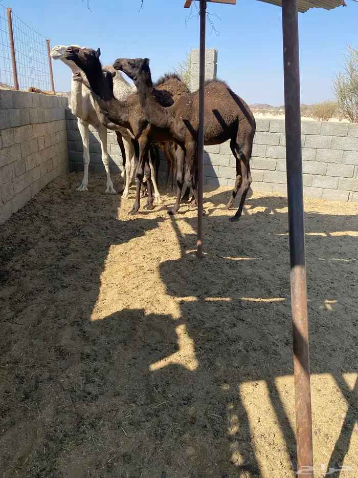 حشوان للبيع 2