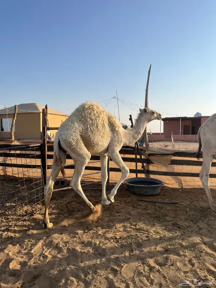 قعدان قصب فلل شحم وعلى حليب امهاتها 2