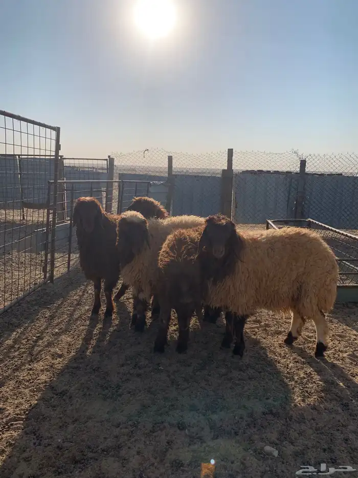 رخال للبيع 1