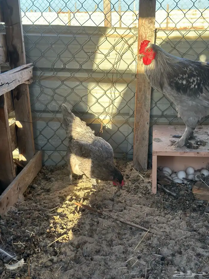 دجاج تركي وجوز خوارج 2