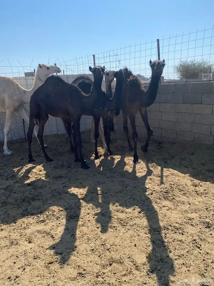 حشوان للبيع 4