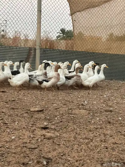 بط بكيني وشرشيري index