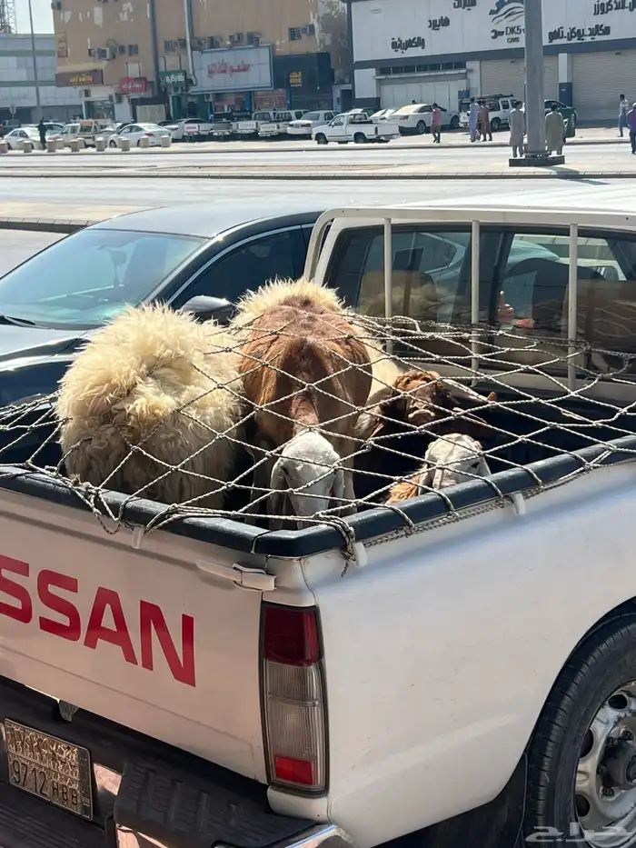 نعيم خرفان هرافى فاخر للآخر 19