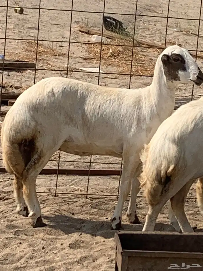 للبيع رخال ميديات طيبه بالحيل 6