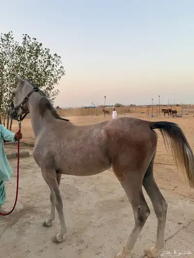 مهر شعبي index