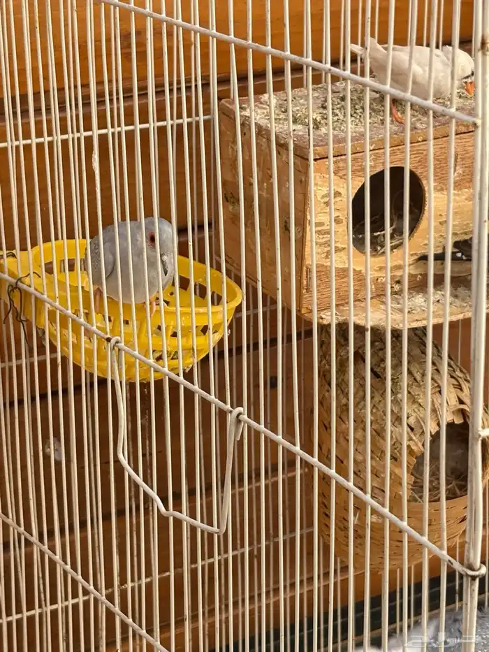 طيور حب وزبره وقميري اجواز 11