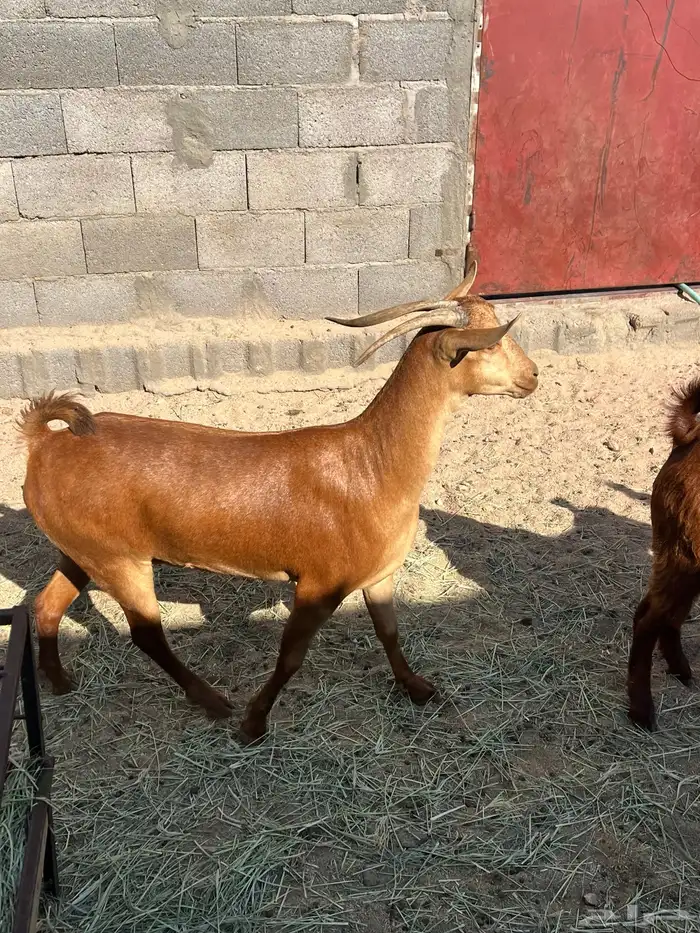 عنز جبره دافع 3