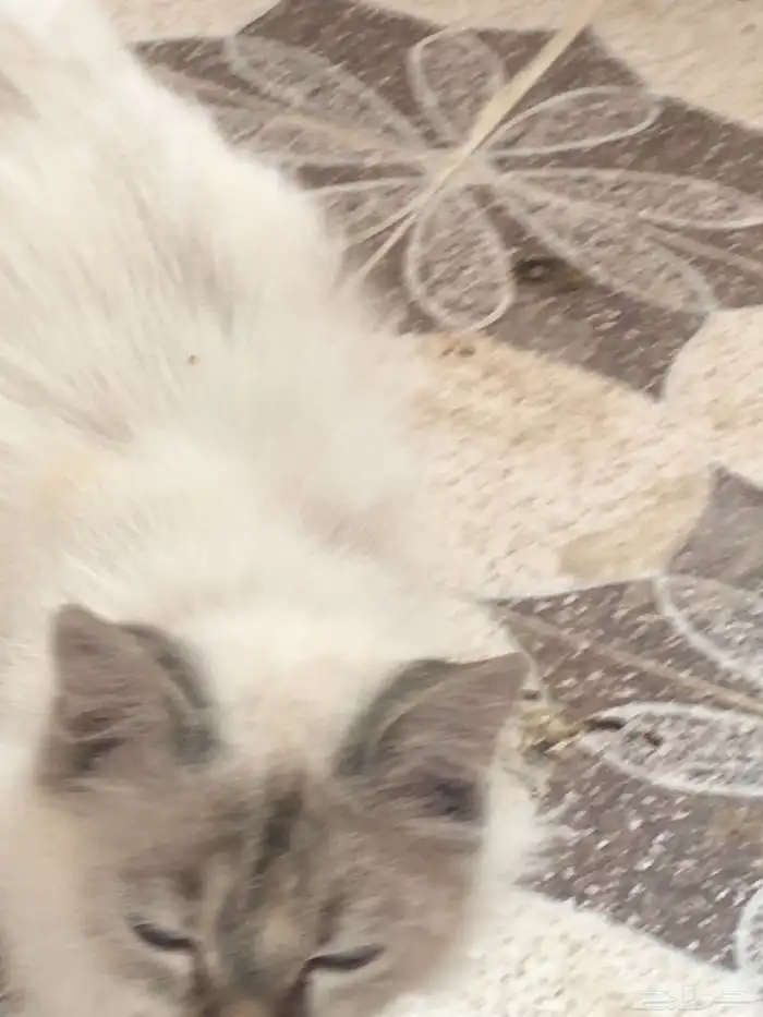 قطه غير شكل حبيبه ومؤدبه ومتربية صح شعر كثيف 0