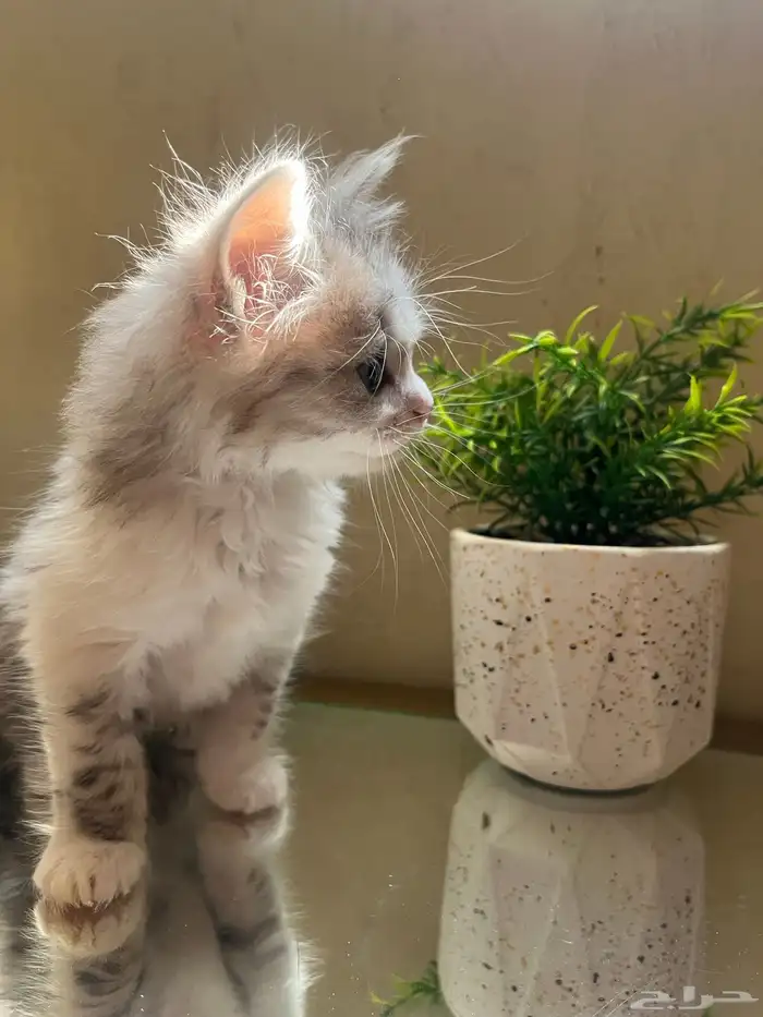 شرازي ذكر للبيع 150 0