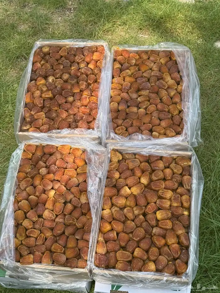 مفتل جالكسي 3