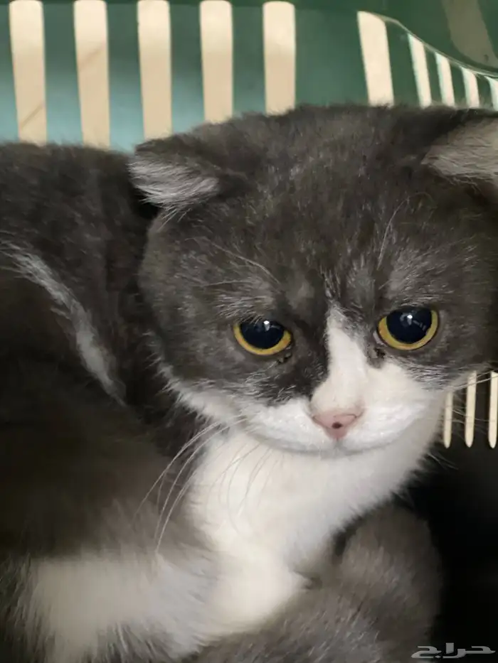 قط ذكر سكوتش فولد 0