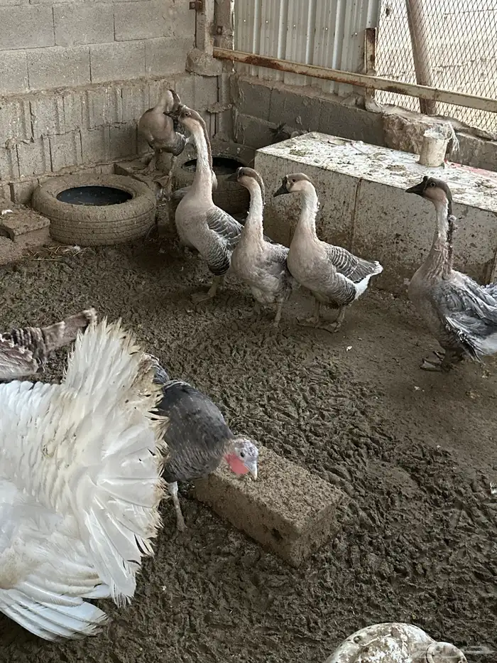 وز عراقي ورومي 2