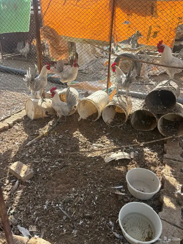 ديوك فيومي 0